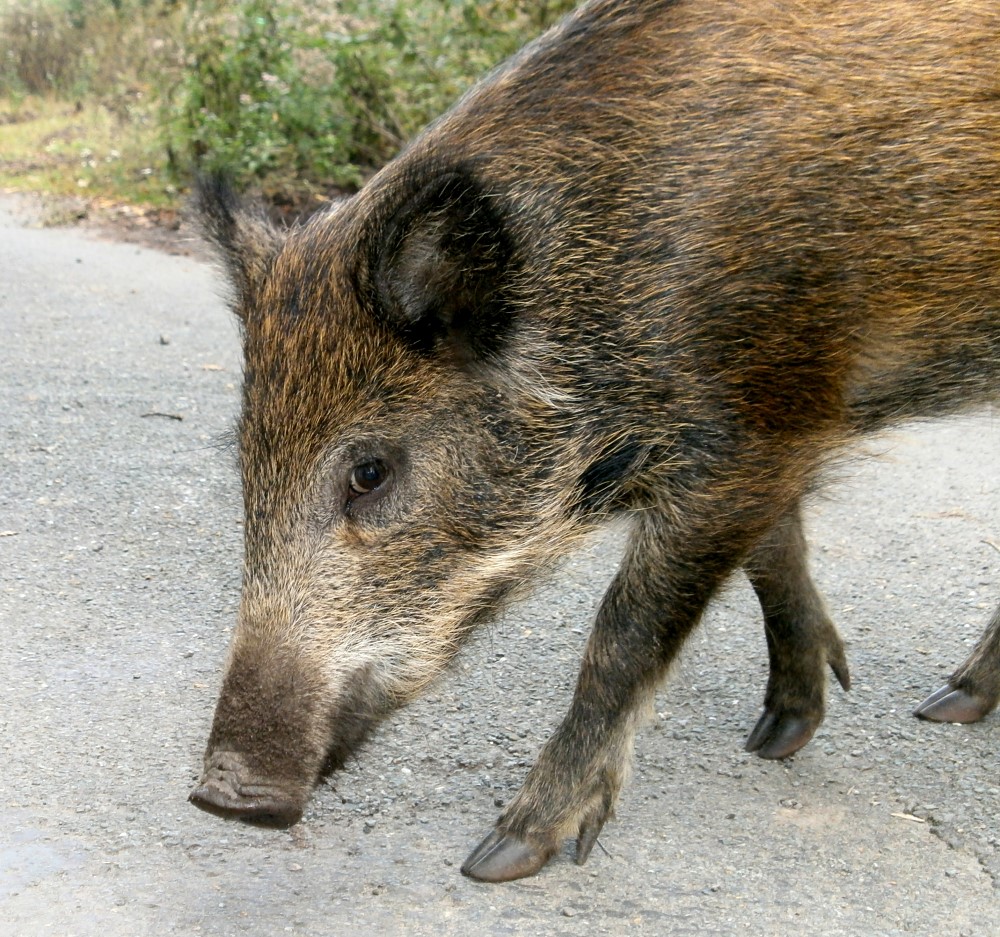 Achtung Wildschwein