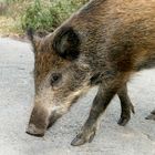 Achtung Wildschwein