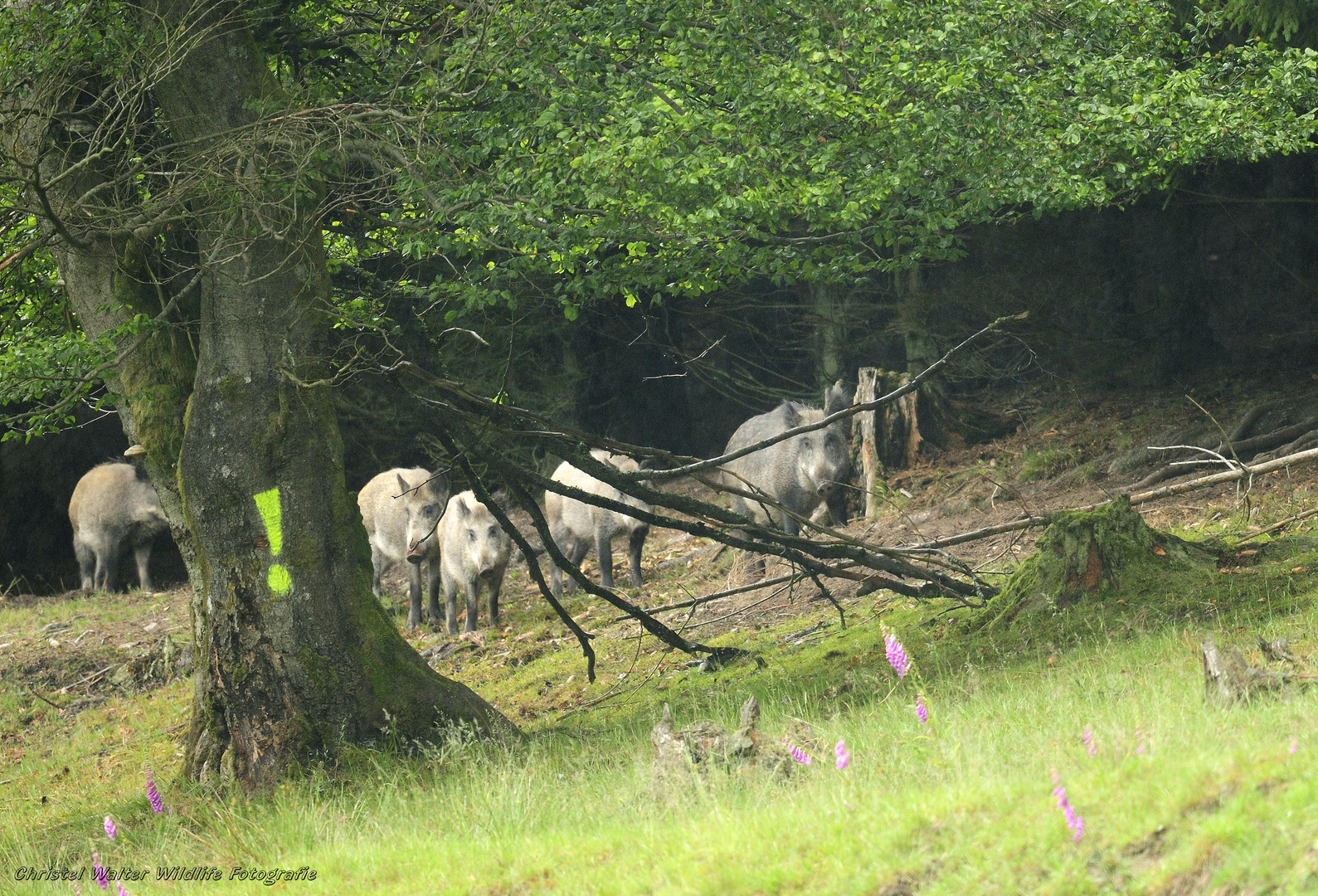 Achtung Wildschweine