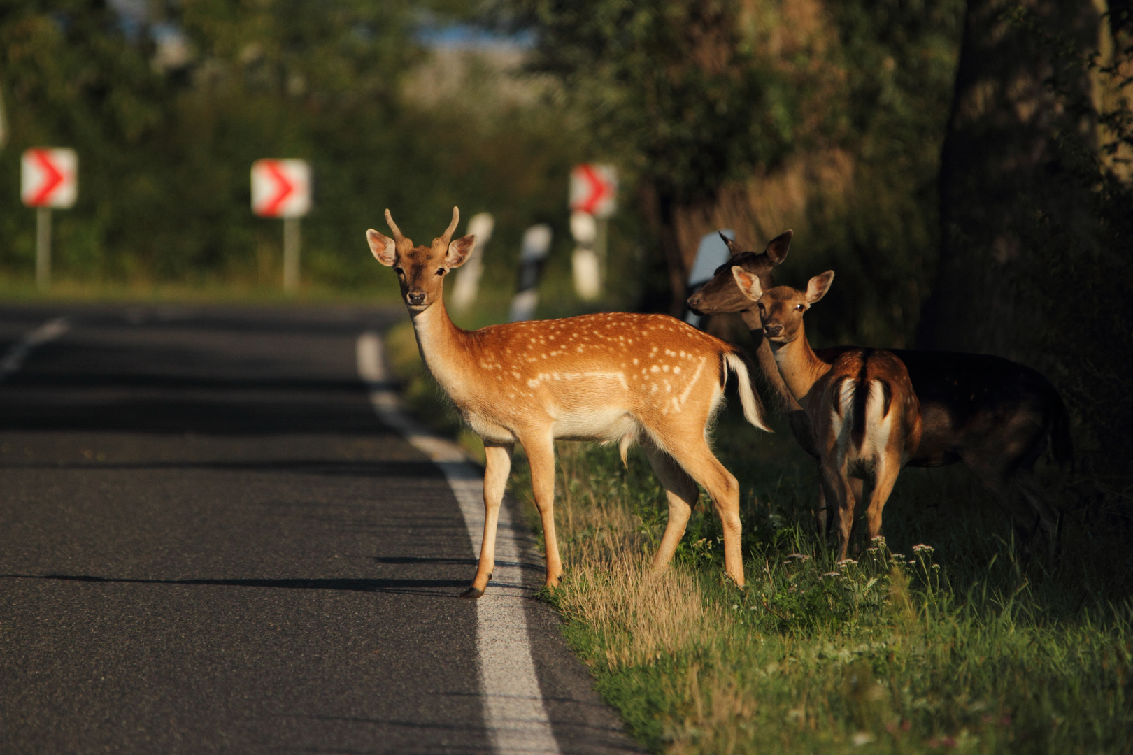 Achtung Wildwechsel