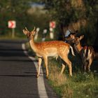 Achtung Wildwechsel