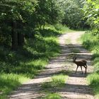 Achtung Wildwechsel