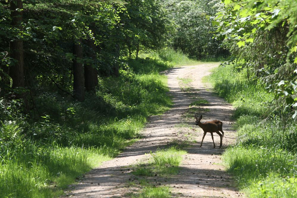 Achtung Wildwechsel