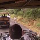 Achtung Zebras von vorne (Krüger Nationalpark)