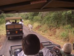 Achtung Zebras von vorne (Krüger Nationalpark)