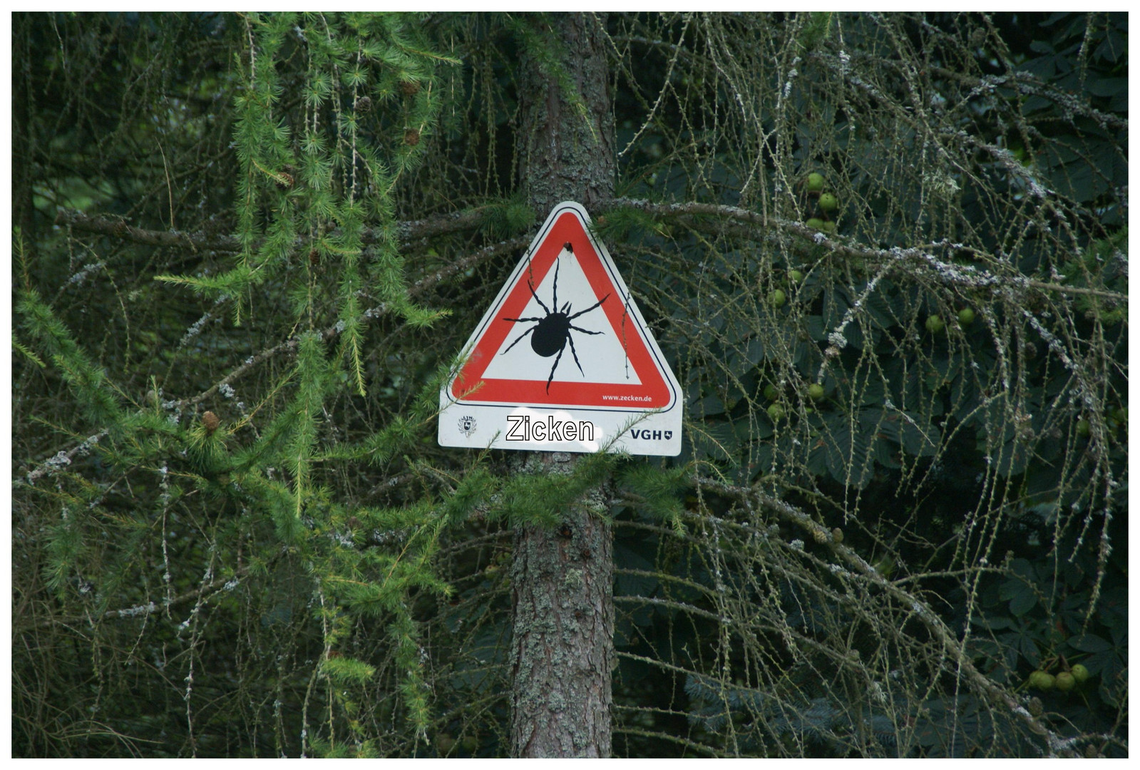 Achtung!  Zicken im Wald