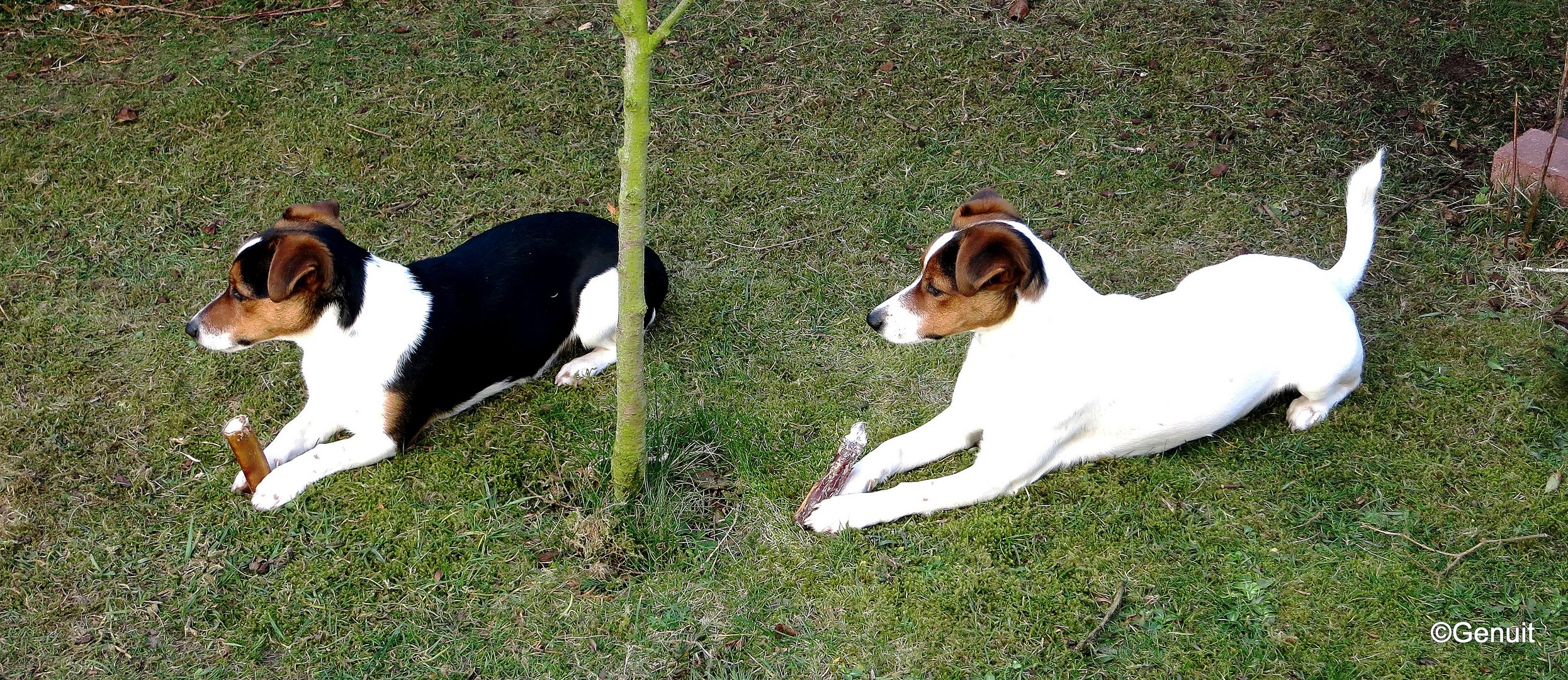 Achtung....der Knochen gehört mir.