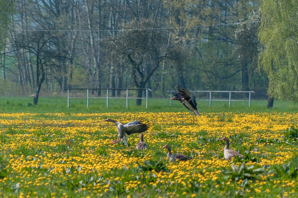 Achtung...ich bin im Anflug!!!