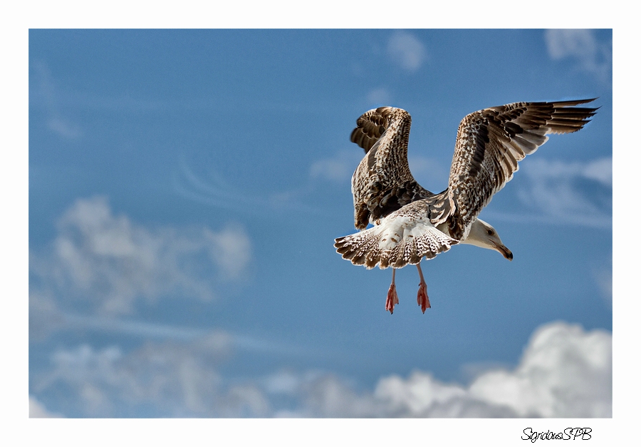 Achtung...ich komme....:-))