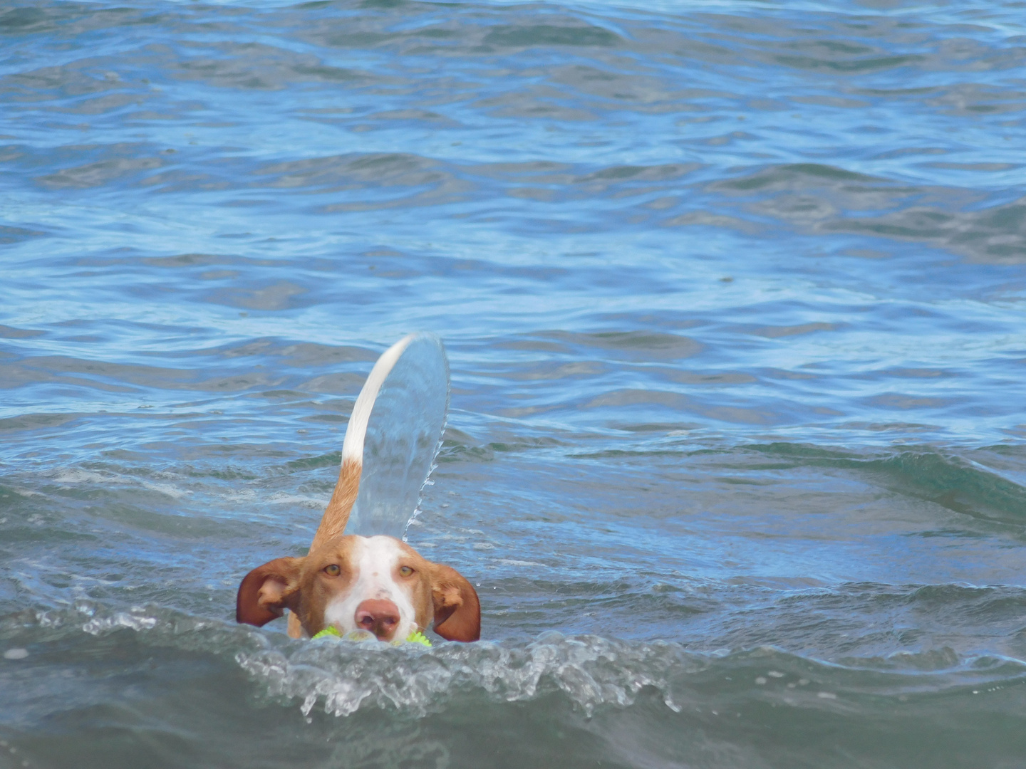 Achtung.....Podenco taucht auf.