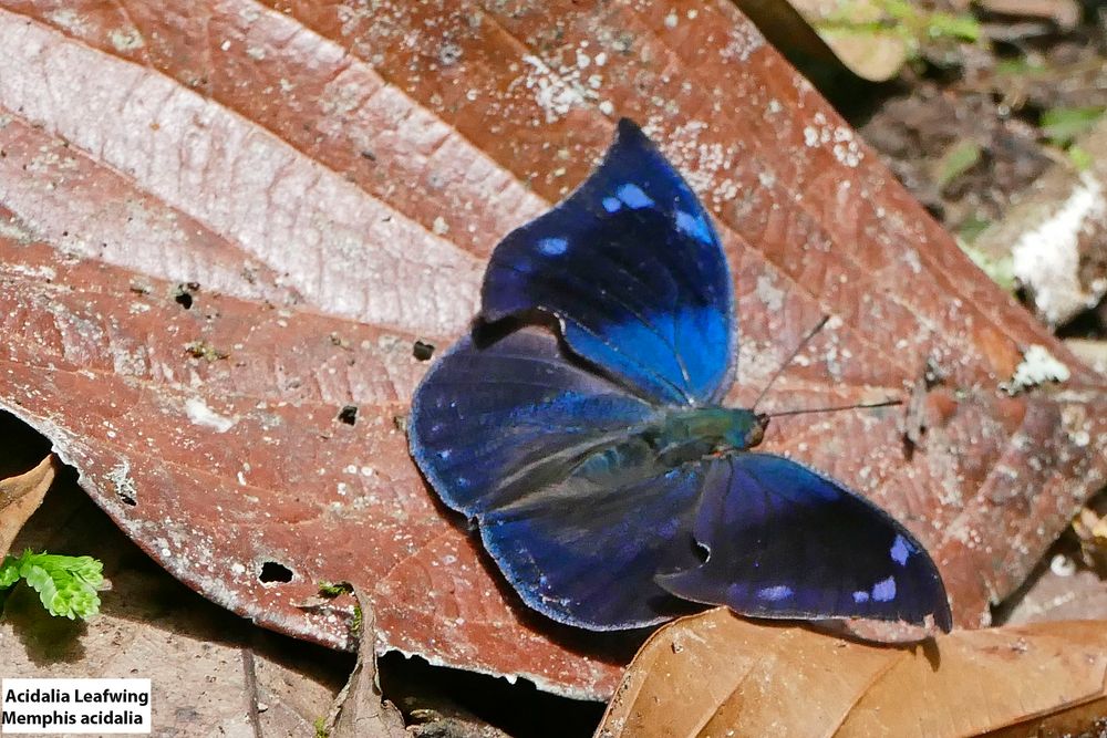 Acidalia leafwing (Memphis acidalia)