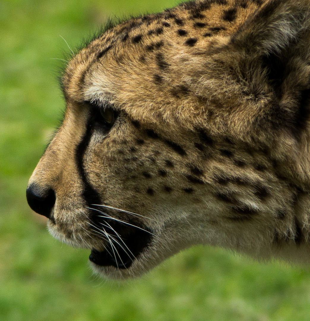 Acinonyx jubatus