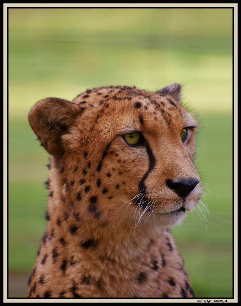 Acinonyx jubatus III