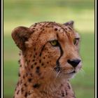 Acinonyx jubatus III