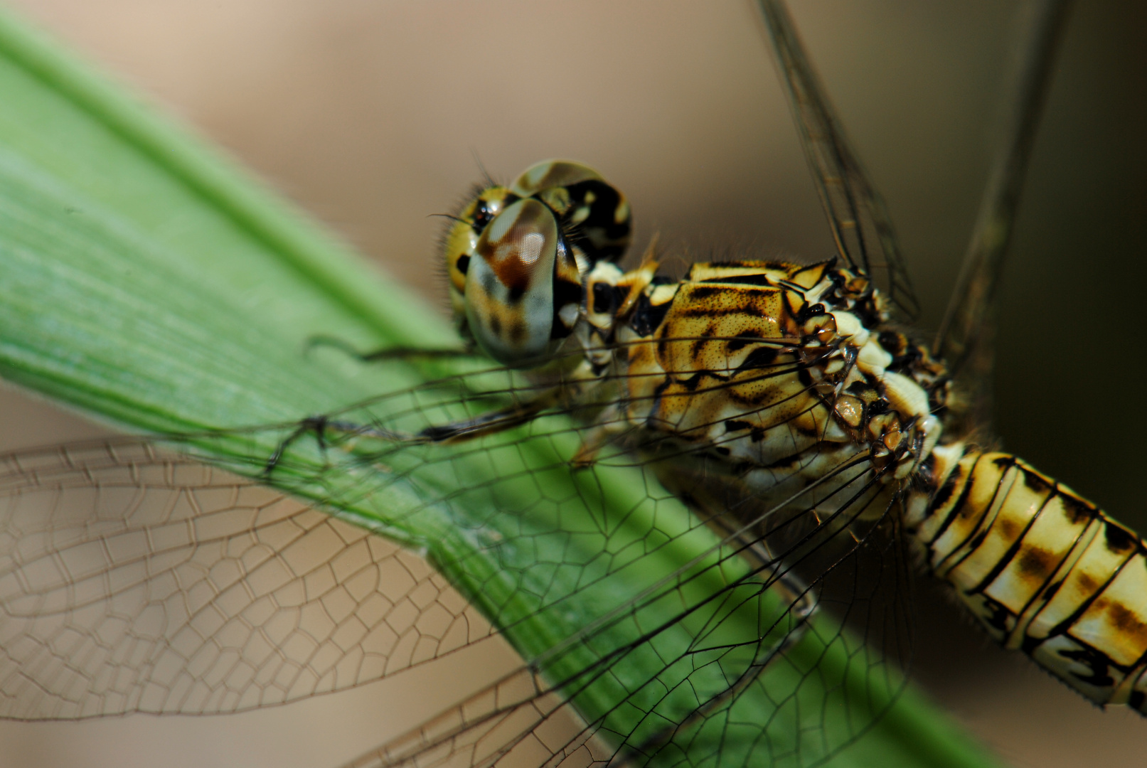 Acisoma panorpoides, f