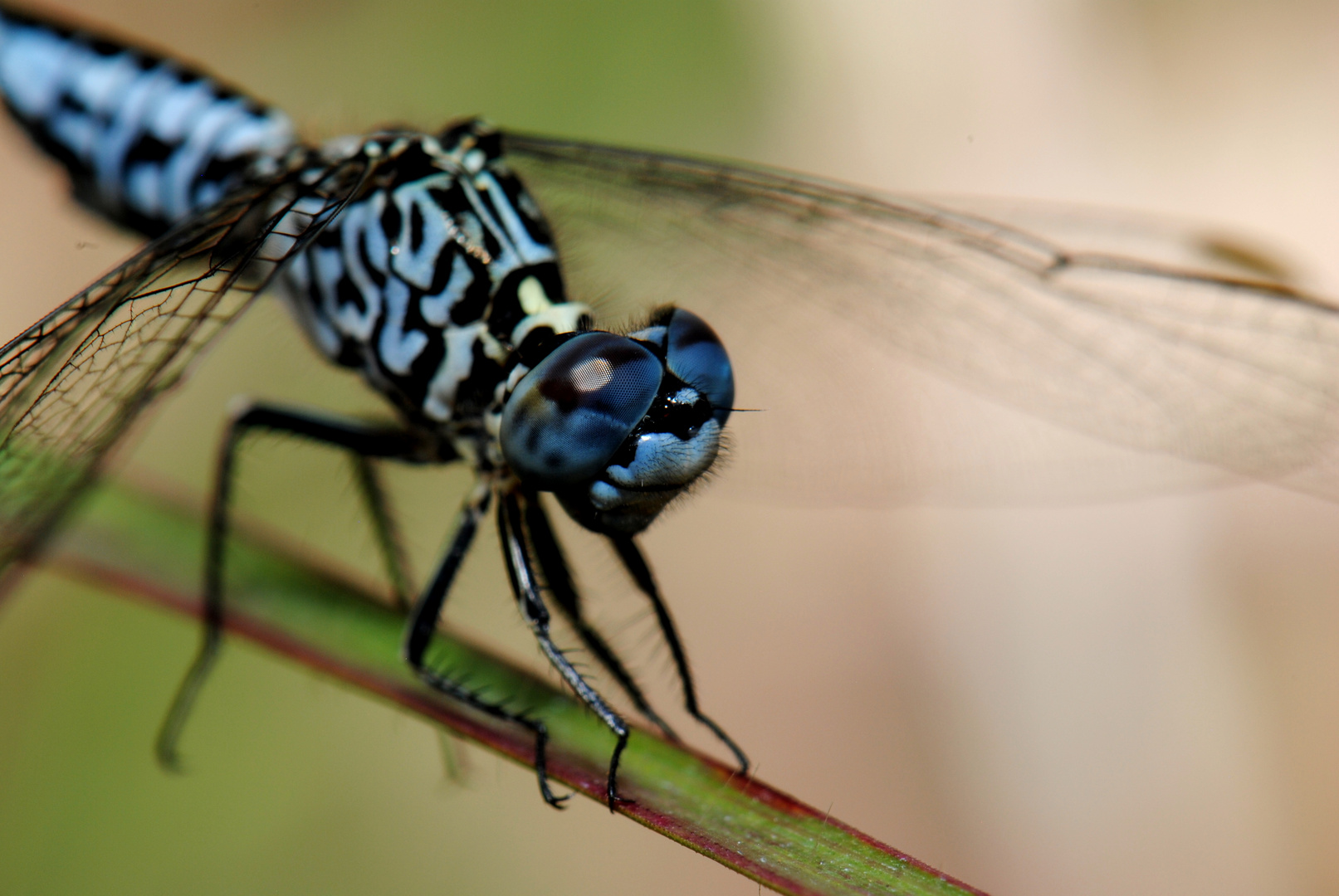 Acisoma panorpoides, m