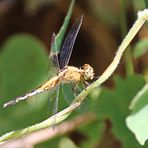 Acisoma variegatum,Weibchen