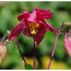 ---- Ackelei ---- ( Aquilegia vulgsris)