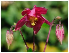 ---- Ackelei ---- ( Aquilegia vulgsris)