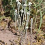 Acker-Filzkraut (Filago arvensis) - ein weiteres unscheinbares Mittwochsblümchen