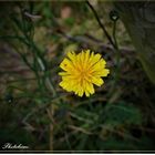 Acker-Gänsedistel (?) mit Besucher