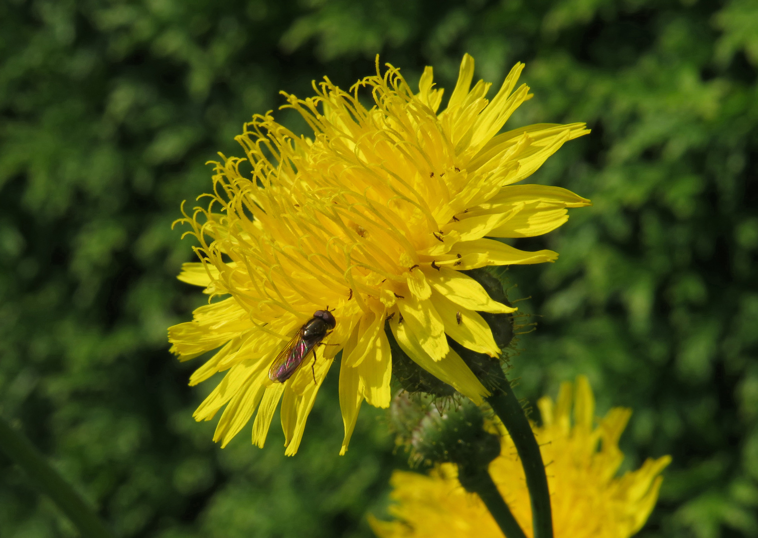 Acker-Gänsedistel, Sonchus arvensis