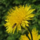 Acker-Gänsedistel, Sonchus arvensis