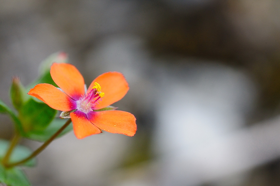 Acker-Gauchheil (Anagallis arvensis)