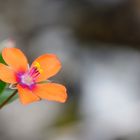 Acker-Gauchheil (Anagallis arvensis)