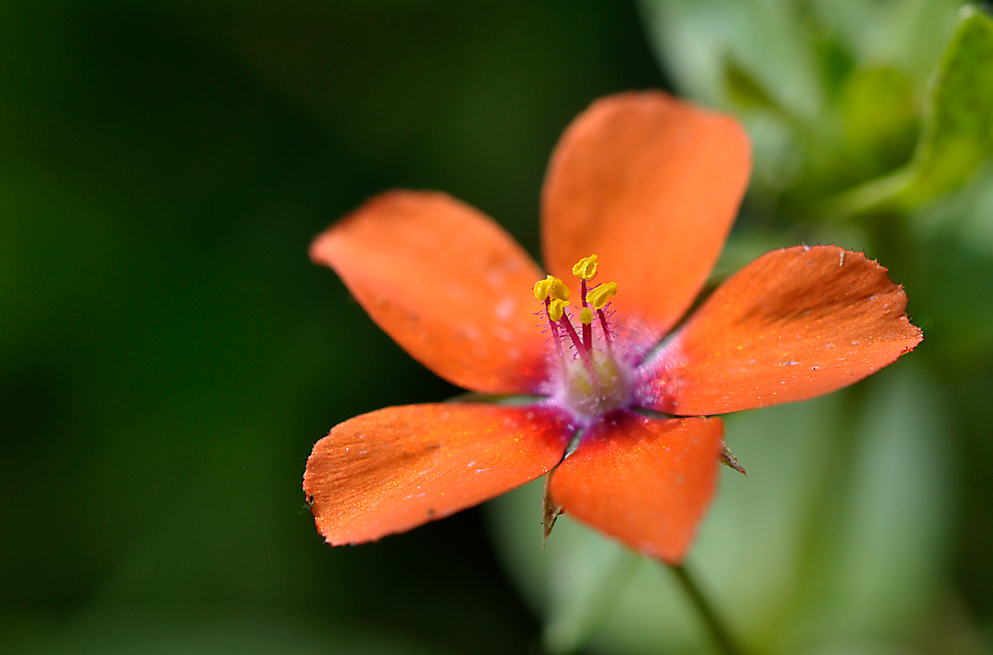 Acker Gauchheil (Anagallis arvensis)