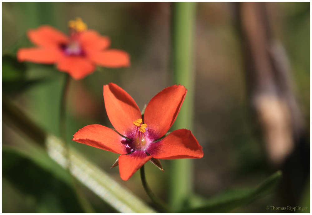 Acker-Gauchheil (Anagallis arvensis)