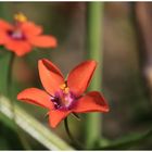 Acker-Gauchheil (Anagallis arvensis)