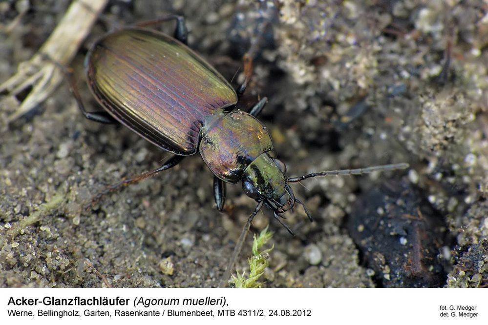 Acker-Glanzflachläufer