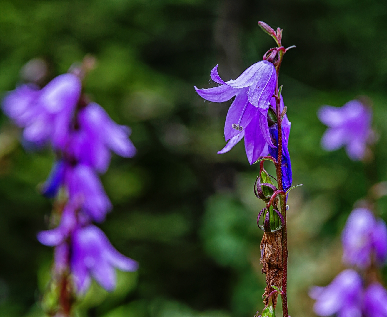 Acker-Glockenblume