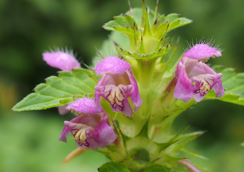 Acker-Hohlzahn 'Galeopsis ladanum'