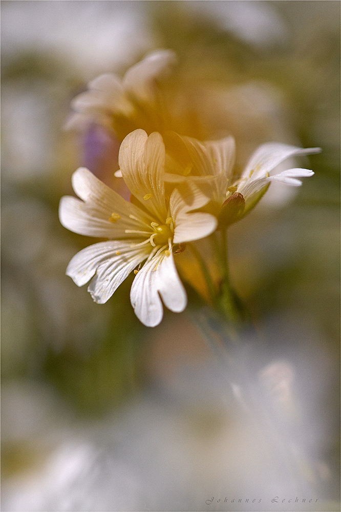 Acker-Hornkraut (Ceratstium arvense)