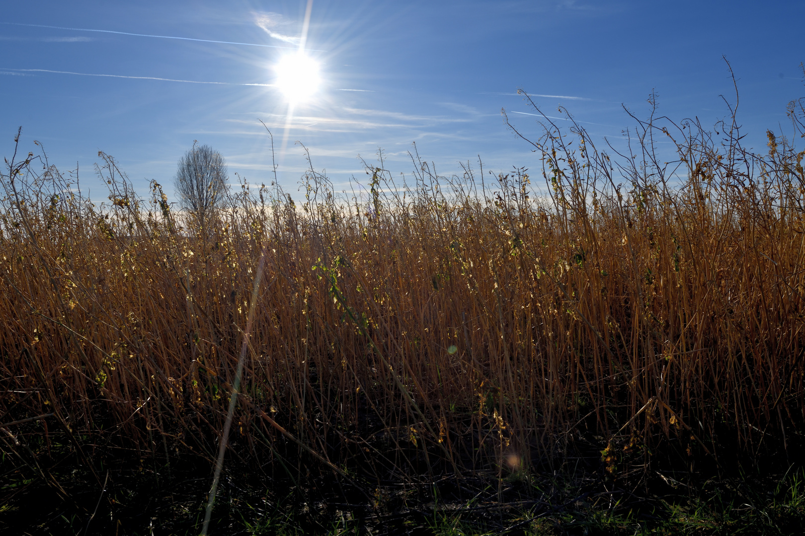 Acker in der Wintersonne