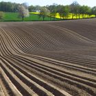 Acker, Kartoffelacker, neu gepflügte Furchen, in der Soester Börde, 