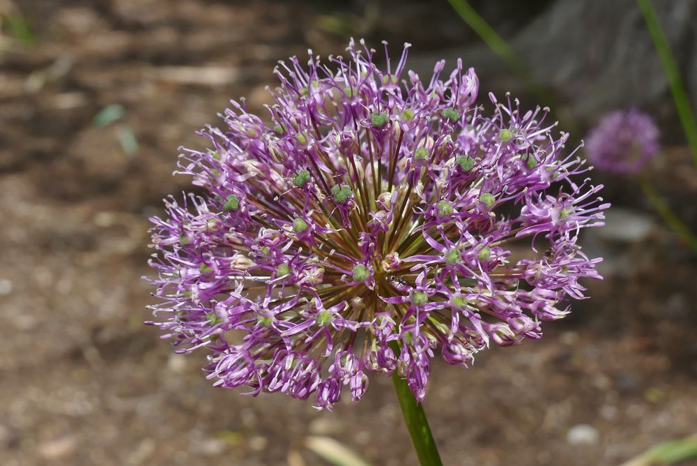 Acker-Knoblauch-Blüte ...