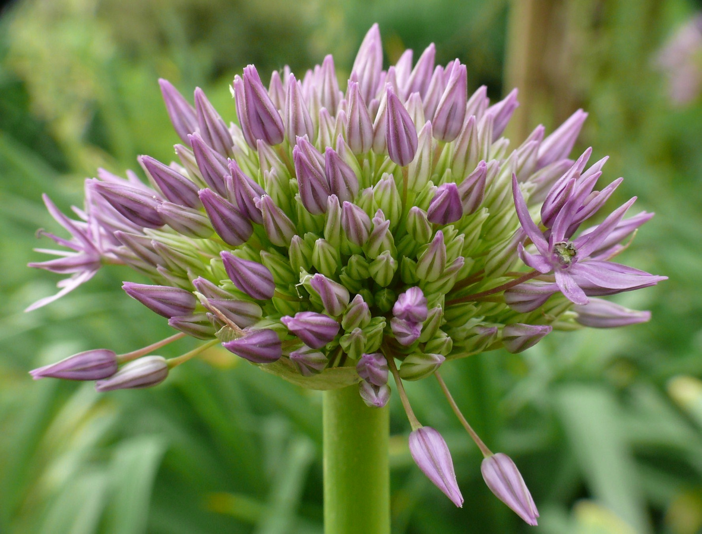 AckerKnoblauchBlüte Foto & Bild frühling, natur, pflanzen Bilder auf