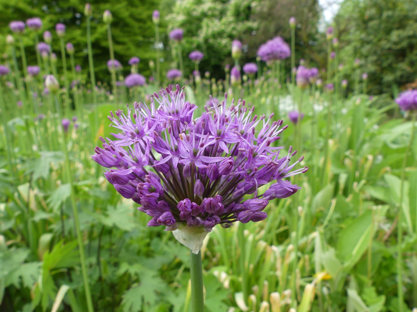Acker-Knoblauch-Blüte Foto &amp; Bild | jahreszeiten, frühling, schönheit ...