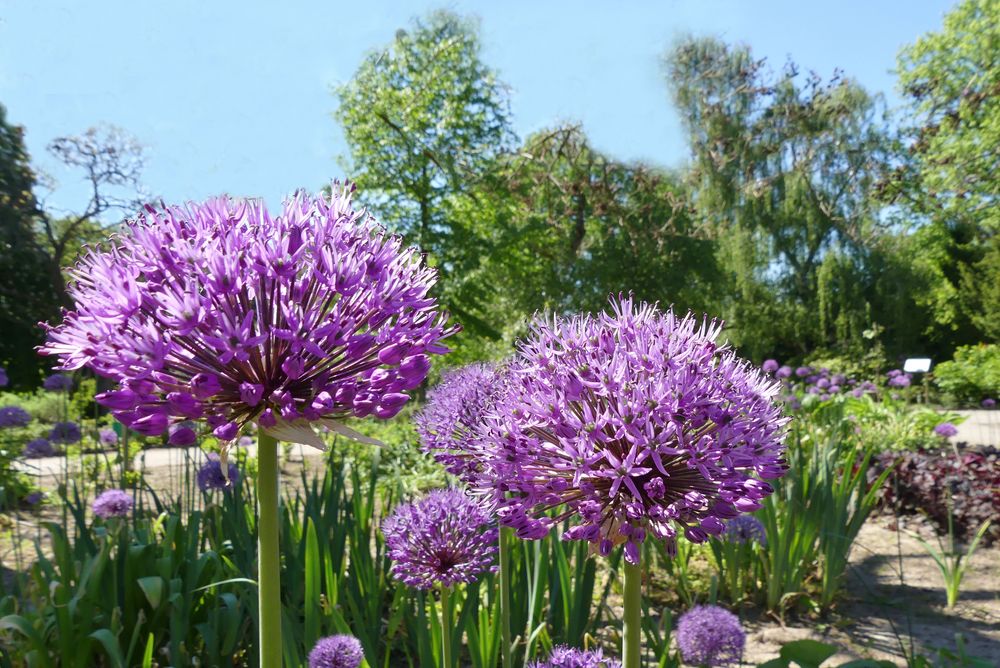 Acker-Knoblauch-Blüten ... Foto &amp; Bild | pflanzen, pilze &amp; flechten ...