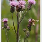 Acker-Kratzdistel als Bienenweide