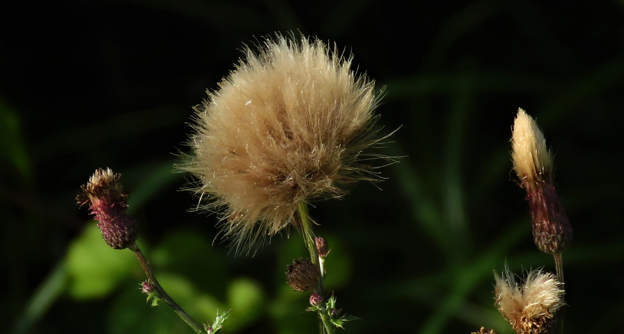 Acker-Kratzdistel        MIWOBL