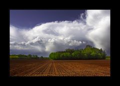 Acker mit Baumgruppe und Wolkenformation