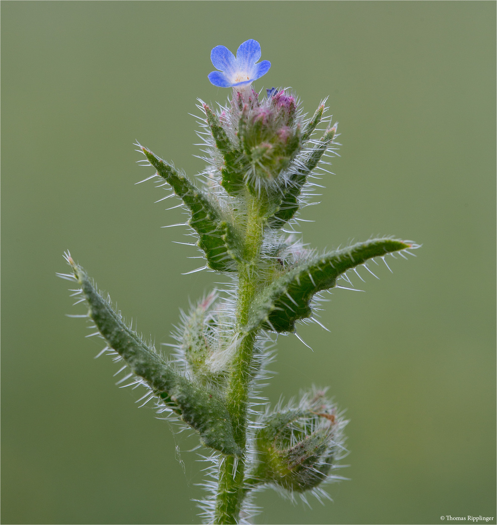 Acker-Ochsenzunge (Anchusa arvensis)