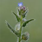 Acker-Ochsenzunge (Anchusa arvensis)