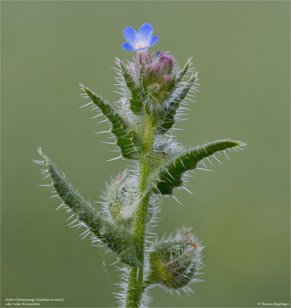 Acker-Ochsenzunge (Anchusa arvensis) .