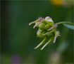 Acker-Ringelblume (Calendula arvensis) von Thomas Ripplinger 
