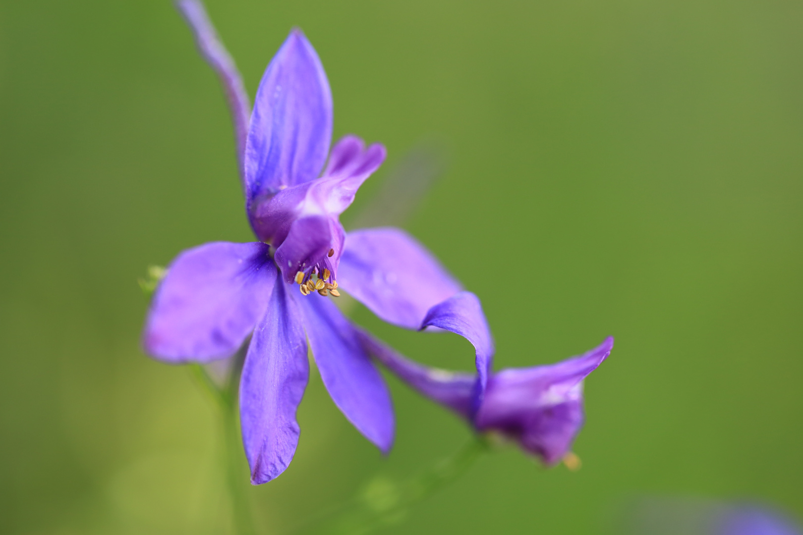 Acker-Rittersporn (Consolida regalis)